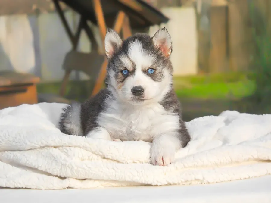 Un cucciolo di Siberian Husky presentato su Foto Cuccioli