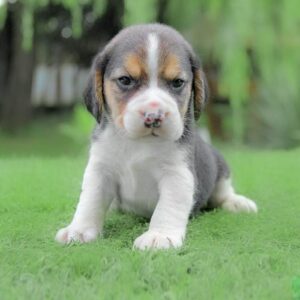 foto cuccioli beagle