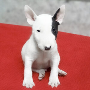 foto cuccioli bullterrier miniature