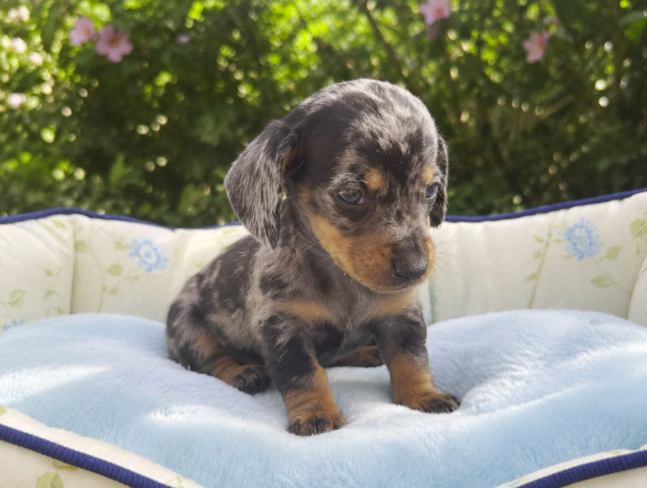 Vendita Cuccioli Bassotto Nano