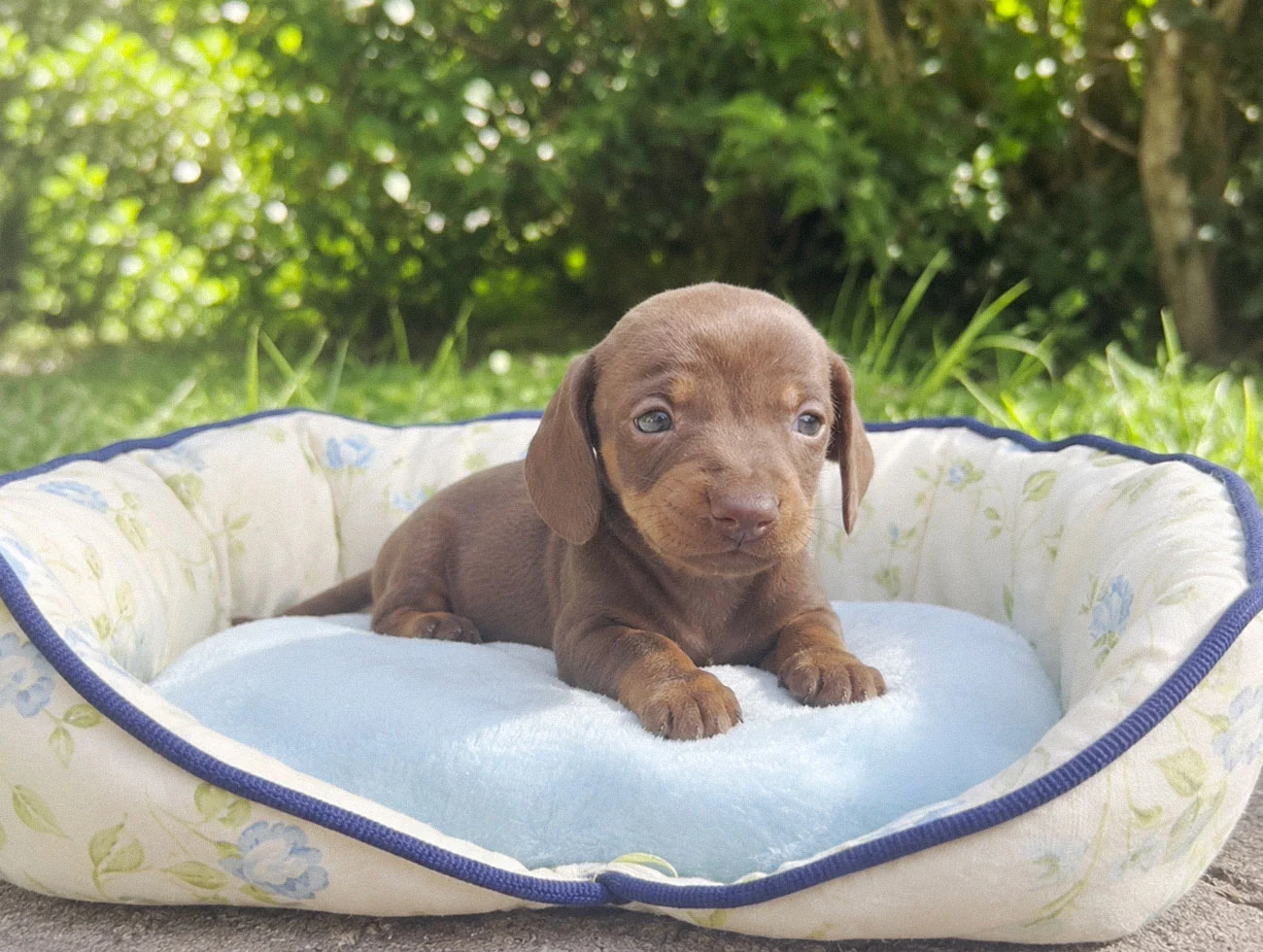 Cuccioli Bassotto Nano
