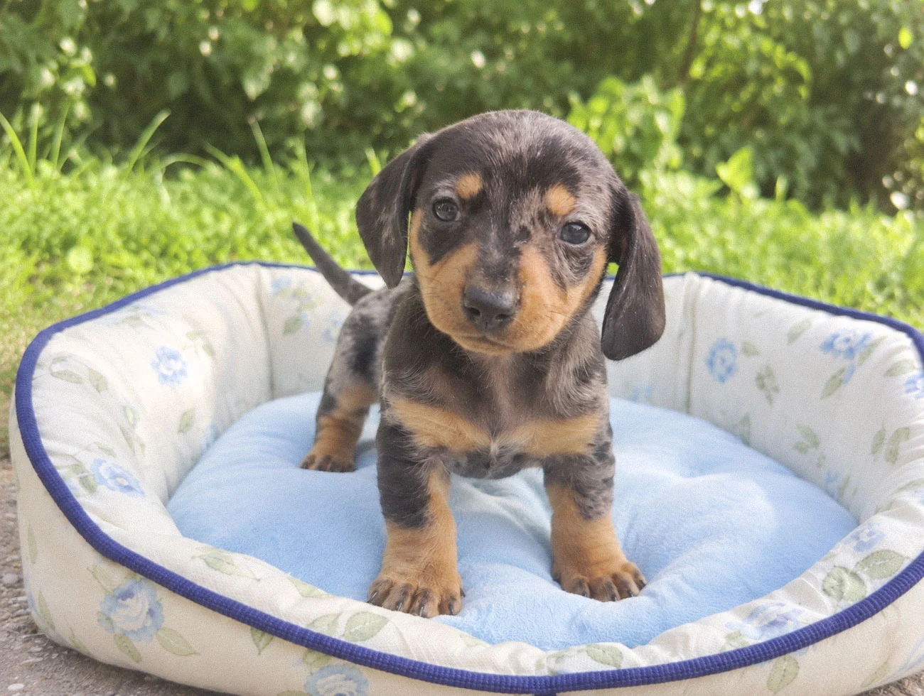 Cuccioli Bassotto