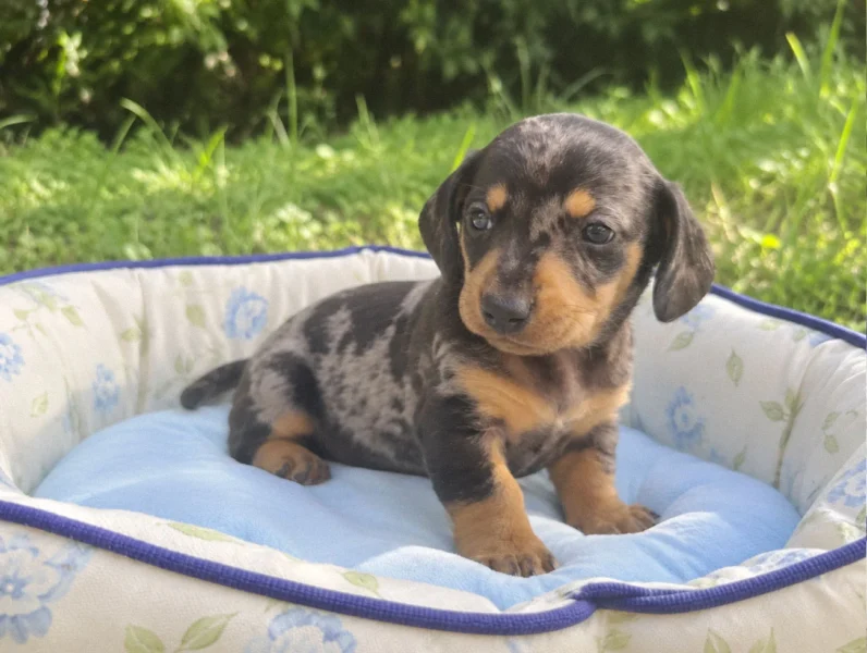 Vendita Cuccioli Bassotto