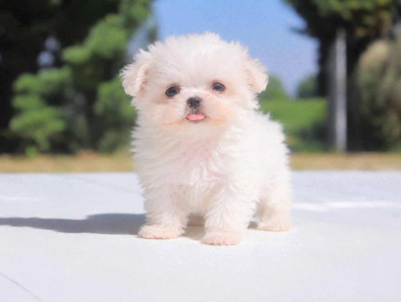 Cuccioli di Maltese