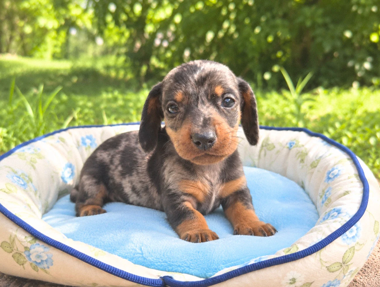 Vendita Cuccioli Bassotto