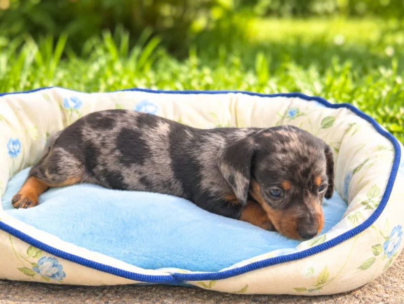 Cuccioli di Bassotto