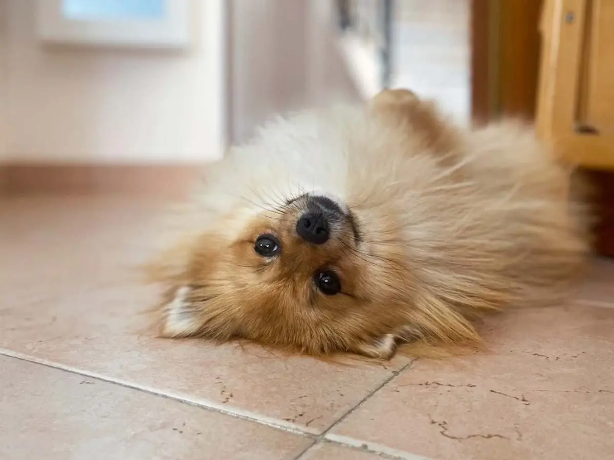 Carmen, Pomerania