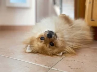 Apollo Pomerania Carmen Fusco