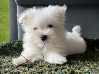 Clementina Bruni Maltese Sintra
