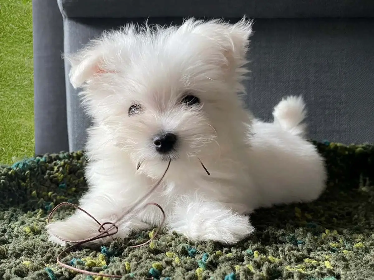 Clementina, Maltese