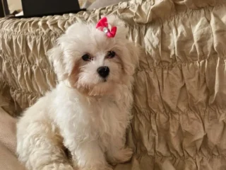 Laura Bellano Maltese