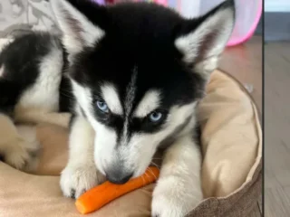Trudy Mingho Ares Husky