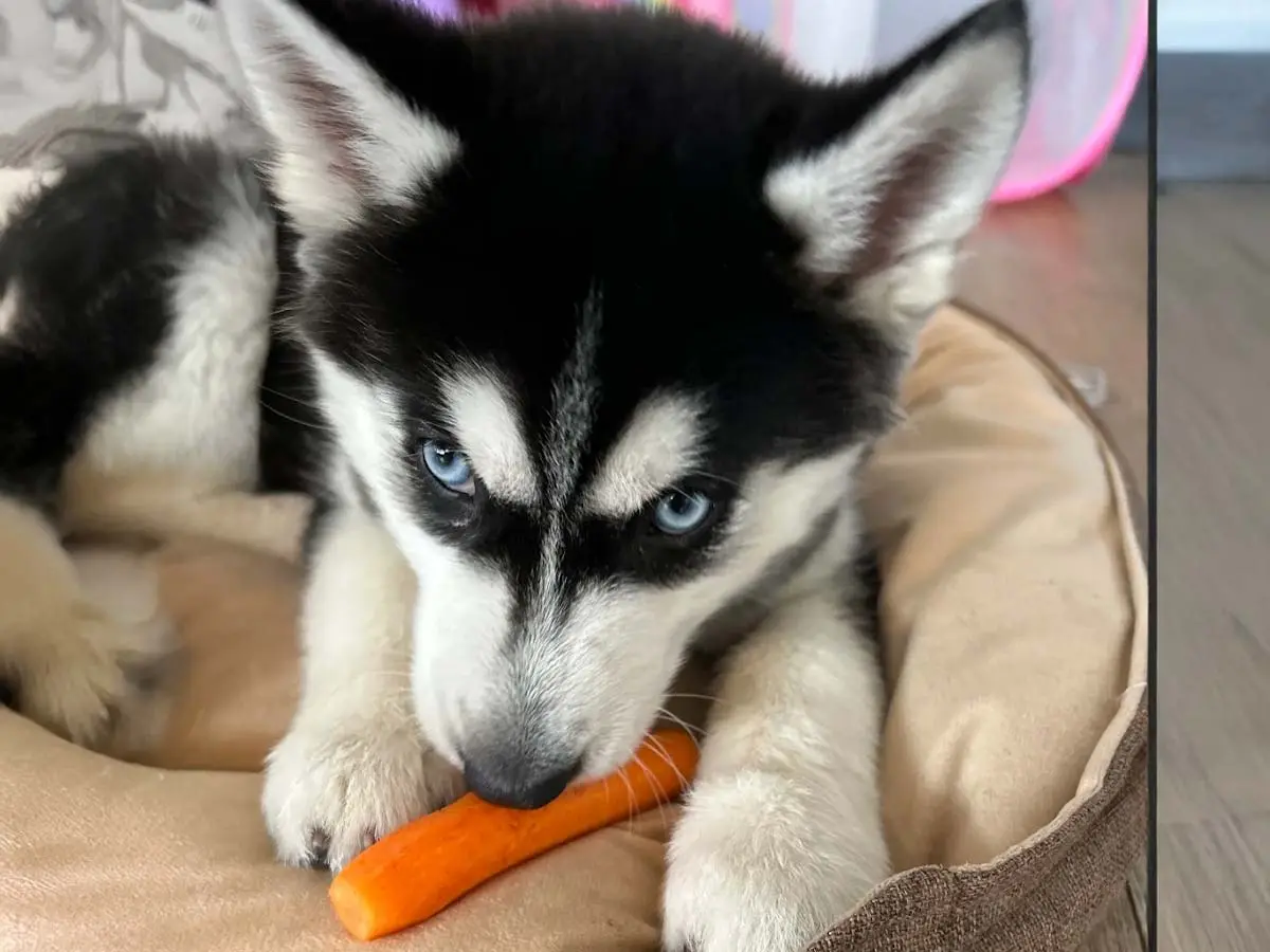 Mingho, Husky