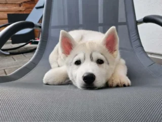 Angelobasso Husky