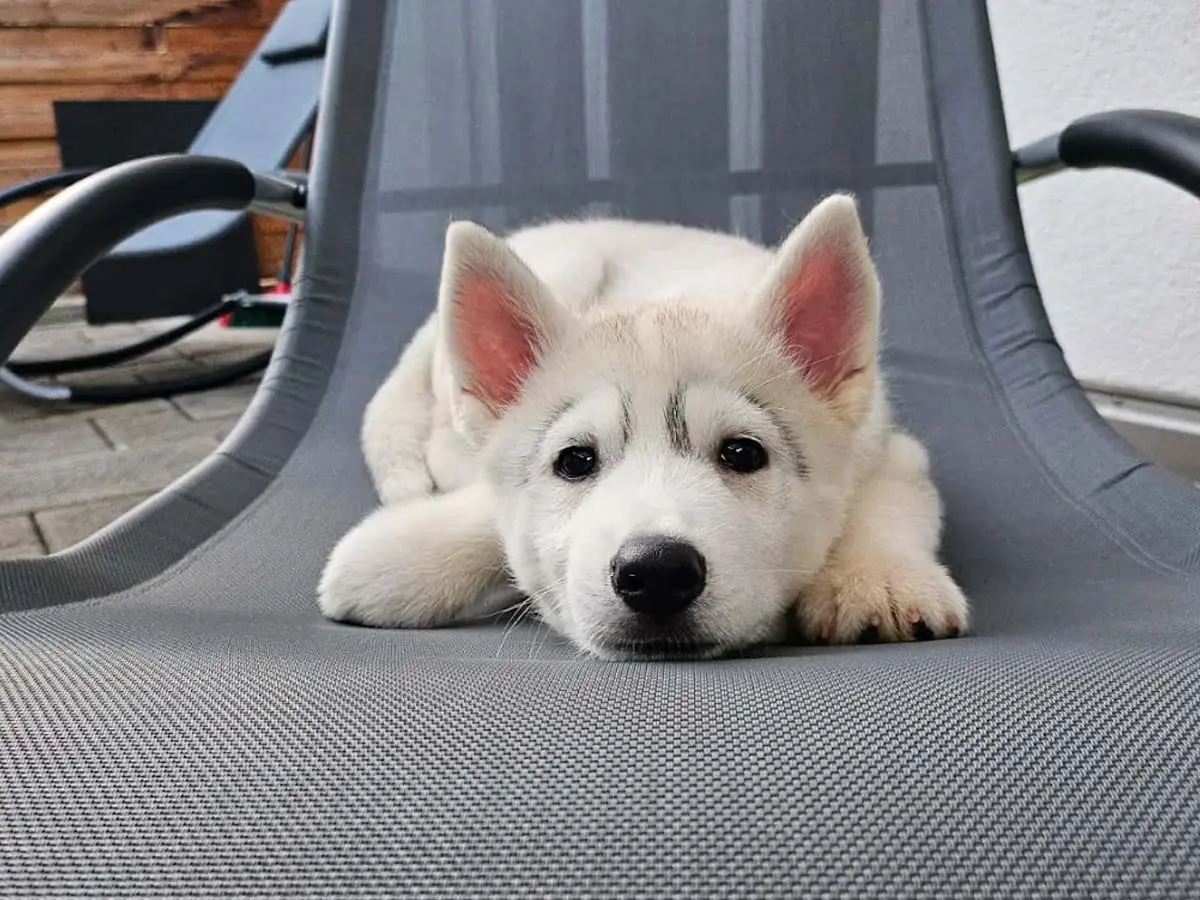 Angelo, Husky