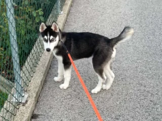 Bonnie Husky Laura