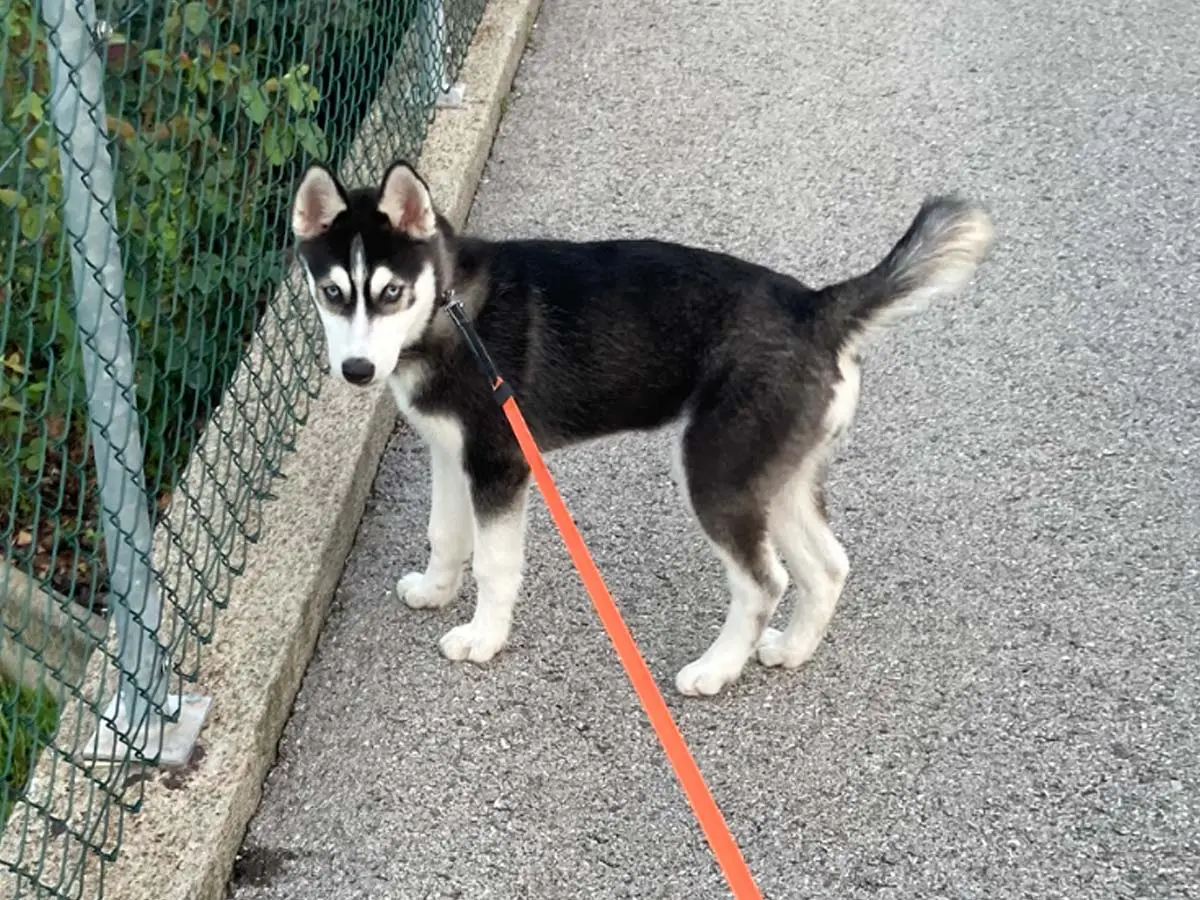 Laura, Husky