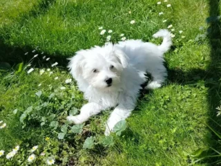 Bpgrafica Maltese