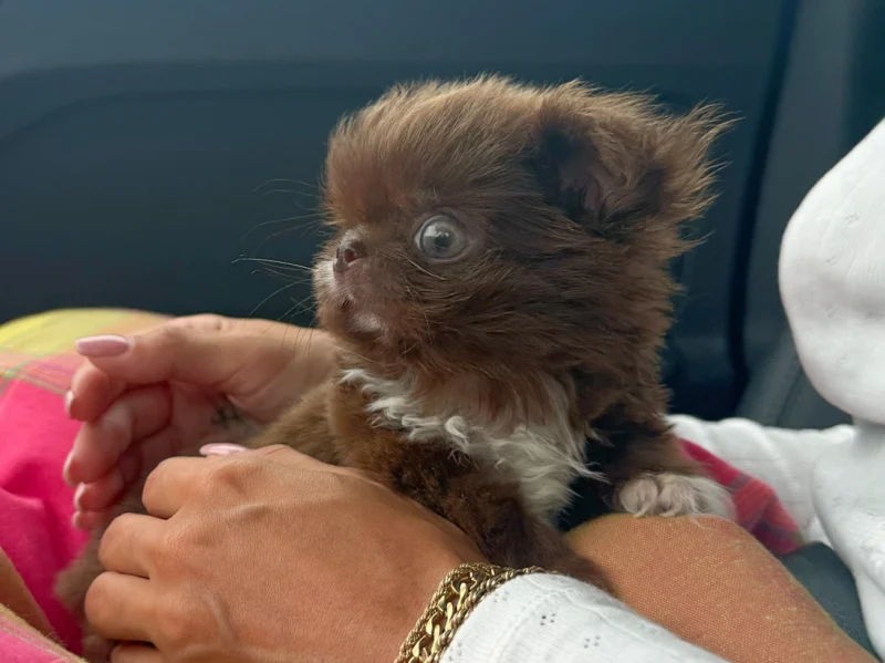 Chihuahua Teacup Priscilla1