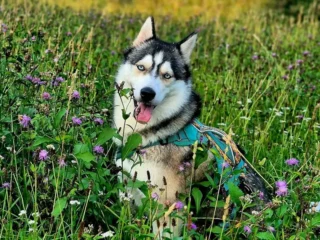 Joy Husky Crso
