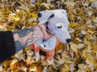 Kira Trovo Dalmata