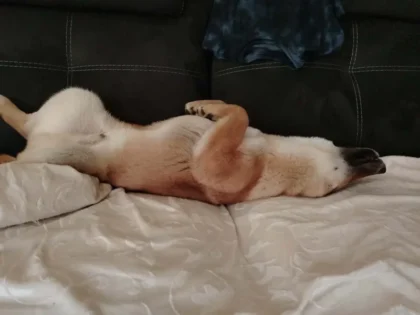 Shiba Fari