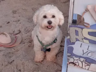 Spank Maltese Ferro