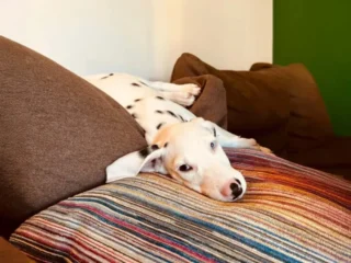 Tommi Dalmata Monia