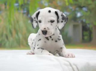 Dalmata Corky1