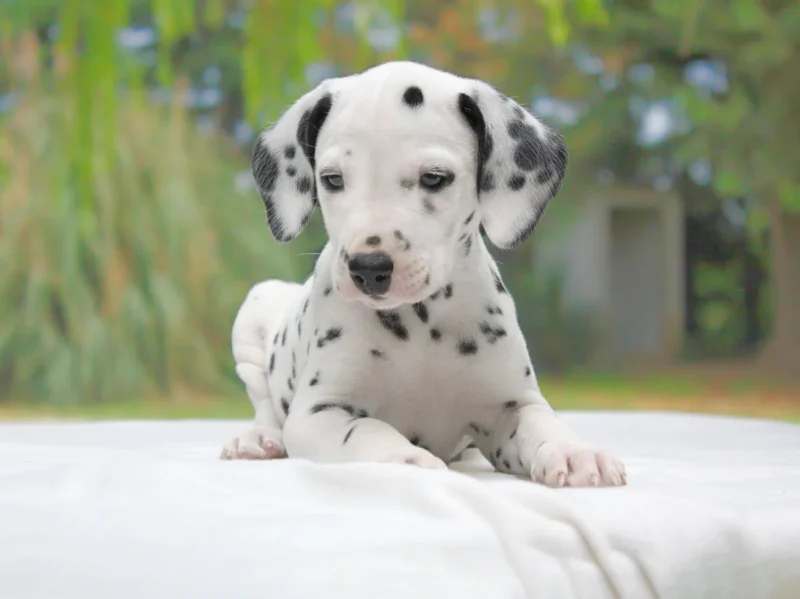 Dalmata Corky1