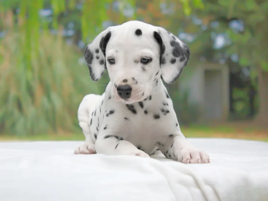 Dalmata Corky1