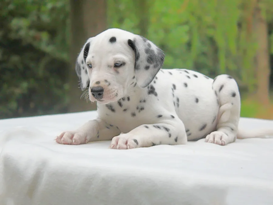 Dalmata Corky2