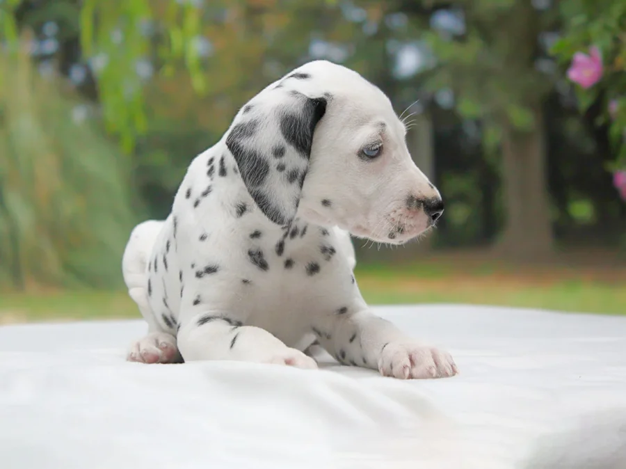 Dalmata Corky3
