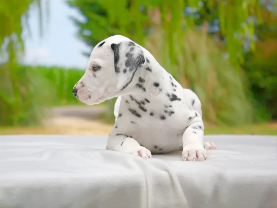 Dalmata Corky4