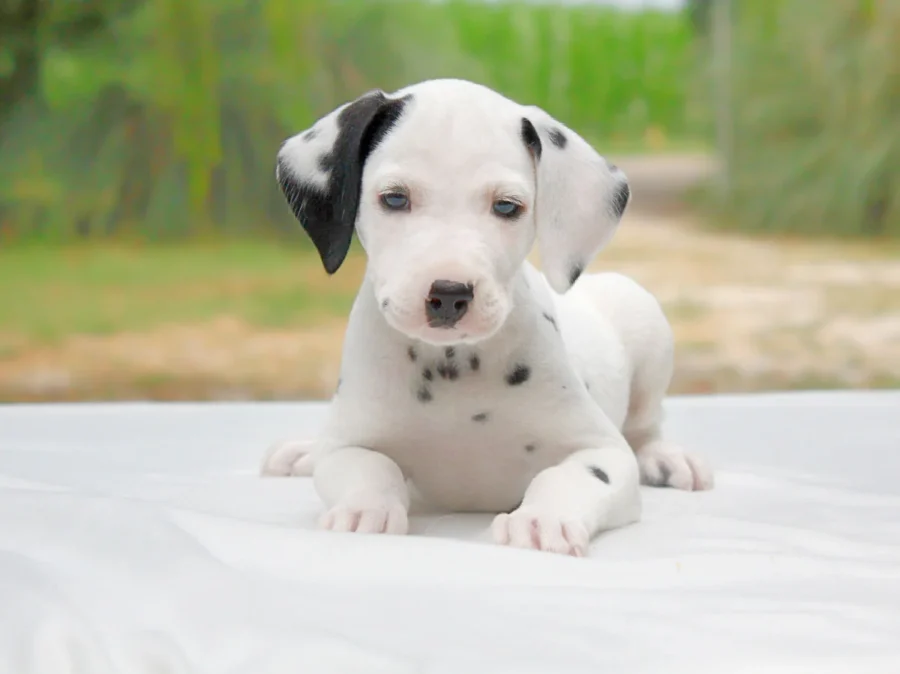 Dalmata Dinah1