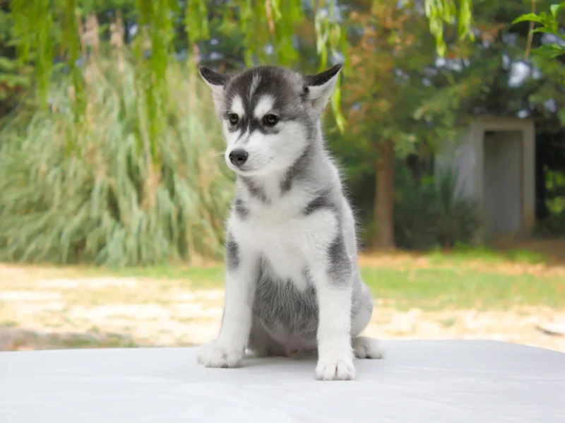 Husky Patch1