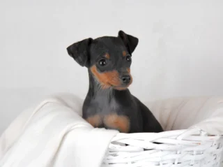 Pinscher Irmhild1