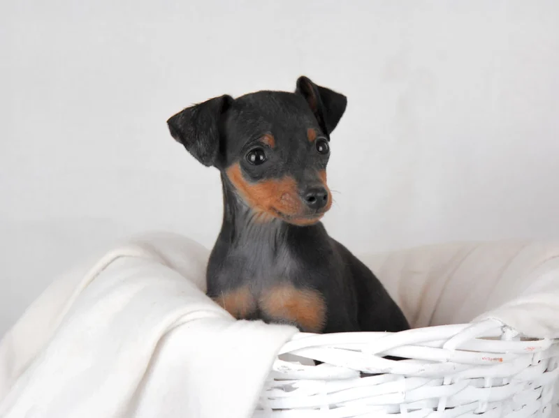 Pinscher Irmhild1