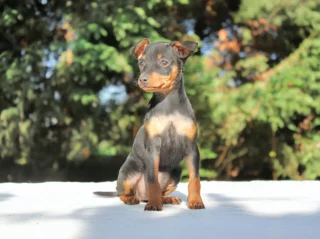 Pinscher Wanda2