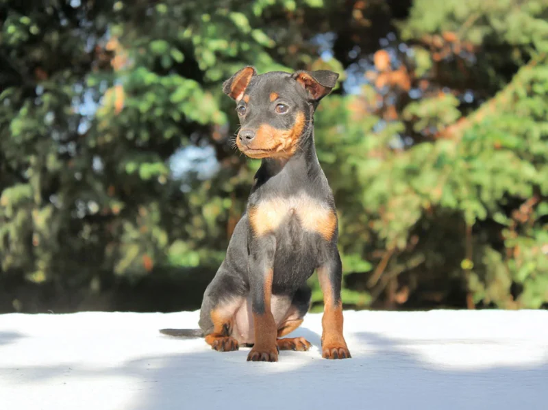 Pinscher Wanda2