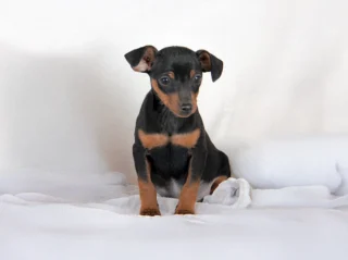Pinscher Wolf1