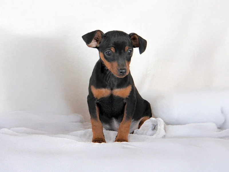 Pinscher Wolf1
