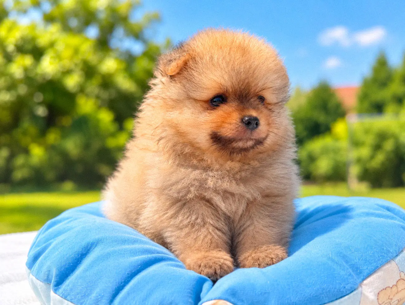 Allevamento Cuccioli Volpino di Pomerania