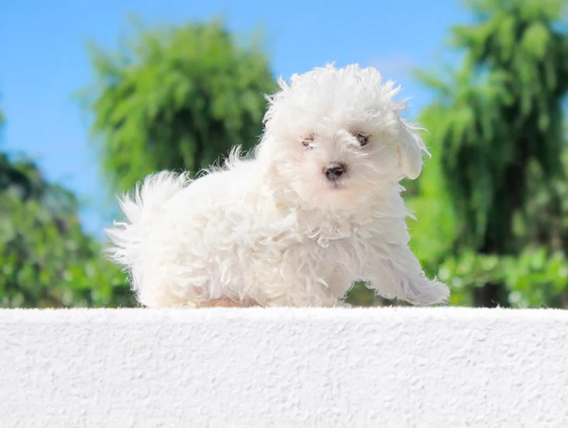 Bichonfrise Rendy4