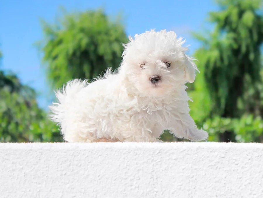 Bichonfrise Rendy4