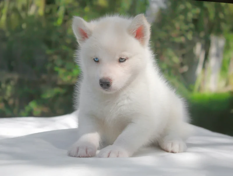 Husky Neyra4
