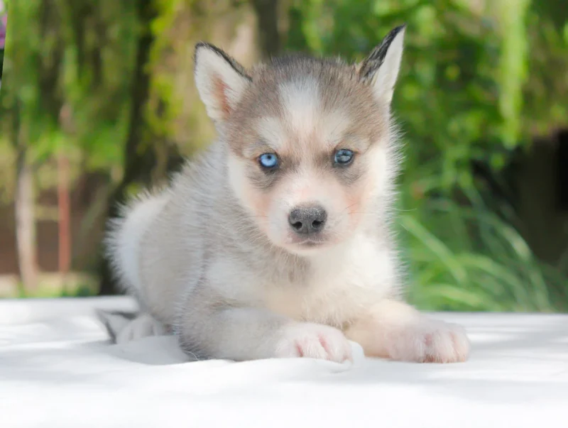 Husky Thyros2