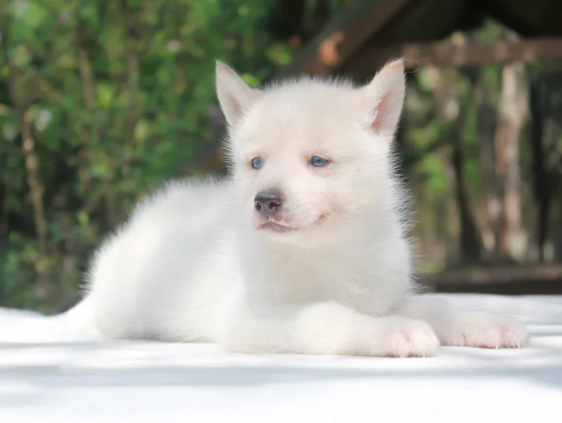 Husky Kiren1