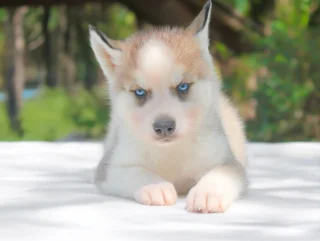 Husky Tildor1