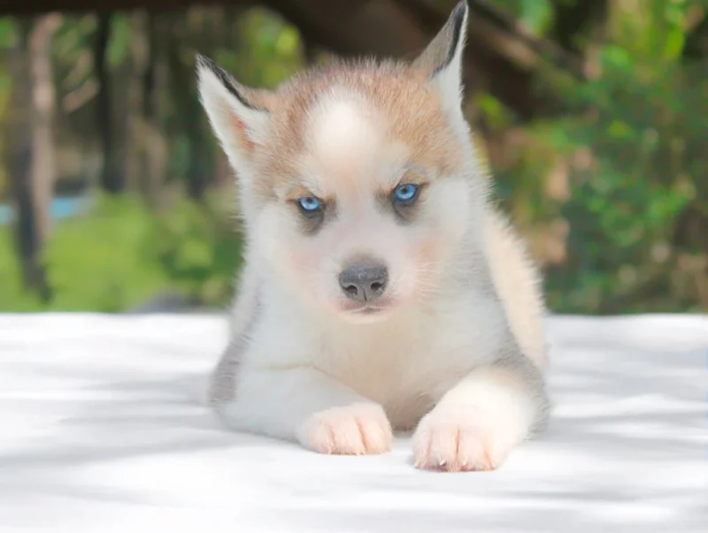 Husky Tildor1